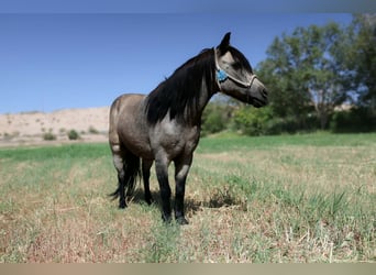 Weitere Ponys/Kleinpferde, Wallach, 14 Jahre, 102 cm, Buckskin