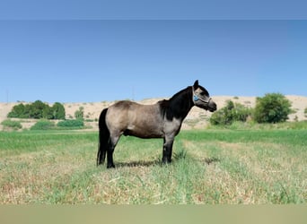 Weitere Ponys/Kleinpferde, Wallach, 14 Jahre, 102 cm, Buckskin