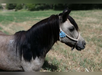 Weitere Ponys/Kleinpferde, Wallach, 14 Jahre, 102 cm, Buckskin
