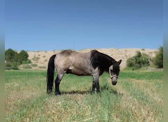 Weitere Ponys/Kleinpferde, Wallach, 14 Jahre, 102 cm, Buckskin