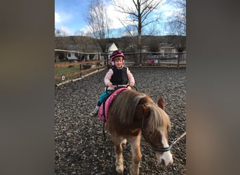 Weitere Ponys/Kleinpferde, Wallach, 14 Jahre, 115 cm, Fuchs