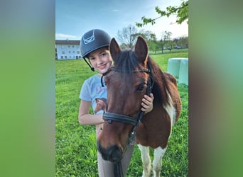 Weitere Ponys/Kleinpferde, Wallach, 14 Jahre, 117 cm, Schecke