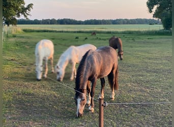 Weitere Ponys/Kleinpferde, Wallach, 14 Jahre, 120 cm, Blauschimmel