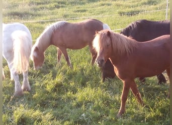 Weitere Ponys/Kleinpferde Mix, Wallach, 14 Jahre, 130 cm, Fuchs