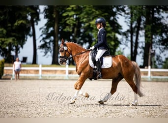 Weitere Ponys/Kleinpferde, Wallach, 14 Jahre, 137 cm, Fuchs