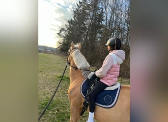 Weitere Ponys/Kleinpferde, Wallach, 14 Jahre, 137 cm, Palomino