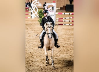 Weitere Ponys/Kleinpferde Mix, Wallach, 14 Jahre, 146 cm, Palomino