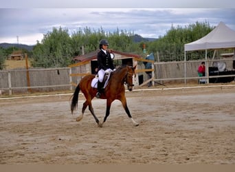 Weitere Ponys/Kleinpferde, Wallach, 14 Jahre, 149 cm, Brauner
