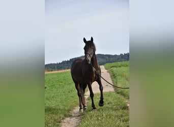 Weitere Ponys/Kleinpferde Mix, Wallach, 14 Jahre, 151 cm, Schwarzbrauner