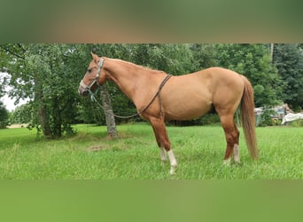Weitere Ponys/Kleinpferde, Wallach, 14 Jahre, 154 cm, Fuchs