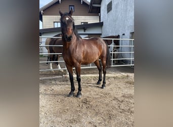 Weitere Ponys/Kleinpferde Mix, Wallach, 14 Jahre, 155 cm, Dunkelbrauner