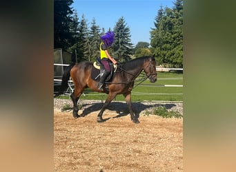 Weitere Ponys/Kleinpferde Mix, Wallach, 14 Jahre, 158 cm, Dunkelbrauner