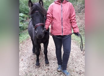 Weitere Ponys/Kleinpferde Mix, Wallach, 14 Jahre