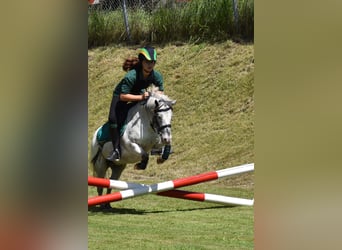 Weitere Ponys/Kleinpferde, Wallach, 15 Jahre, 109 cm, Tigerschecke