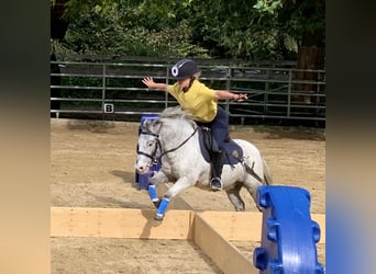 Weitere Ponys/Kleinpferde, Wallach, 15 Jahre, 109 cm, Tigerschecke