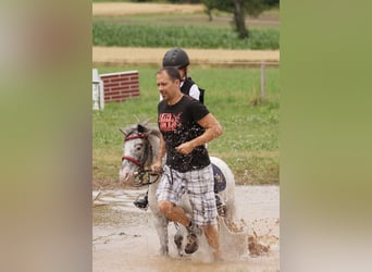 Weitere Ponys/Kleinpferde, Wallach, 15 Jahre, 109 cm, Tigerschecke
