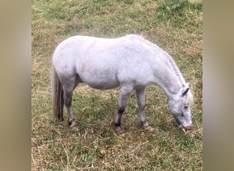 Weitere Ponys/Kleinpferde, Wallach, 15 Jahre, 109 cm, Tigerschecke