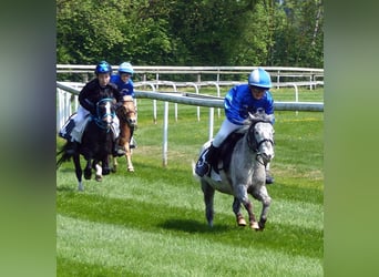 Weitere Ponys/Kleinpferde, Wallach, 15 Jahre, 109 cm, Tigerschecke