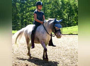 Weitere Ponys/Kleinpferde, Wallach, 15 Jahre, 109 cm, Tigerschecke