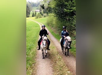 Weitere Ponys/Kleinpferde, Wallach, 15 Jahre, 109 cm, Tigerschecke