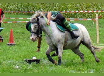 Weitere Ponys/Kleinpferde, Wallach, 15 Jahre, 109 cm, Tigerschecke