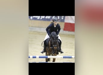 Weitere Ponys/Kleinpferde, Wallach, 15 Jahre, 125 cm, Brauner