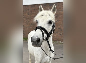Weitere Ponys/Kleinpferde, Wallach, 15 Jahre, 125 cm, Schimmel