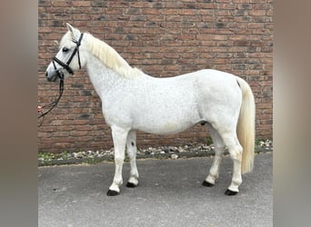 Weitere Ponys/Kleinpferde, Wallach, 15 Jahre, 125 cm, Schimmel