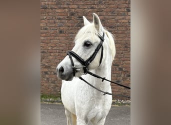 Weitere Ponys/Kleinpferde, Wallach, 15 Jahre, 125 cm, Schimmel