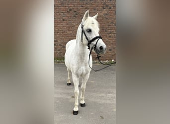 Weitere Ponys/Kleinpferde, Wallach, 15 Jahre, 125 cm, Schimmel