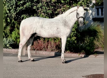 Weitere Ponys/Kleinpferde, Wallach, 15 Jahre, 128 cm, Fliegenschimmel