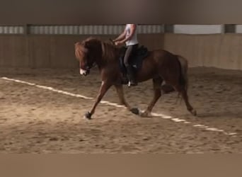 Weitere Ponys/Kleinpferde, Wallach, 15 Jahre, 140 cm, Fuchs