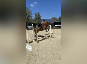 Weitere Ponys/Kleinpferde, Wallach, 15 Jahre, 140 cm, Fuchs