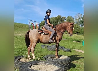 Weitere Ponys/Kleinpferde, Wallach, 15 Jahre, 140 cm, Roan-Red