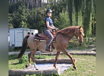 Weitere Ponys/Kleinpferde, Wallach, 15 Jahre, 140 cm, Roan-Red