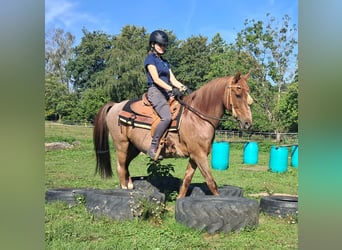 Weitere Ponys/Kleinpferde, Wallach, 15 Jahre, 140 cm, Roan-Red