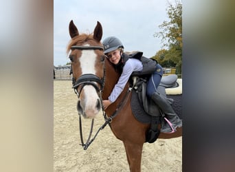 Weitere Ponys/Kleinpferde, Wallach, 15 Jahre, 143 cm, Fuchs