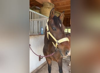 Weitere Ponys/Kleinpferde, Wallach, 15 Jahre, 150 cm, Brauner
