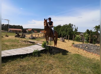 Weitere Ponys/Kleinpferde Mix, Wallach, 16 Jahre, 148 cm, Fuchs