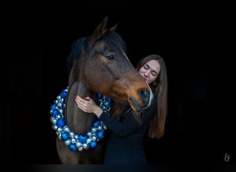 Weitere Ponys/Kleinpferde Mix, Wallach, 16 Jahre, 150 cm, Brauner