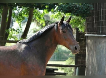 Weitere Ponys/Kleinpferde Mix, Wallach, 16 Jahre, 153 cm, Brauner