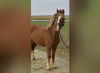 Weitere Ponys/Kleinpferde, Wallach, 17 Jahre, 120 cm, Dunkelfuchs