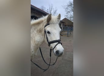 Weitere Ponys/Kleinpferde Mix, Wallach, 17 Jahre, 130 cm, Schimmel