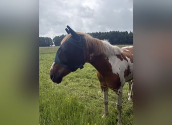 Weitere Ponys/Kleinpferde Mix, Wallach, 17 Jahre, 150 cm