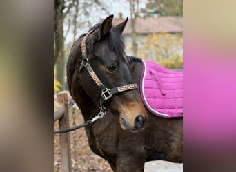 Weitere Ponys/Kleinpferde Mix, Wallach, 17 Jahre, 161 cm, Brauner