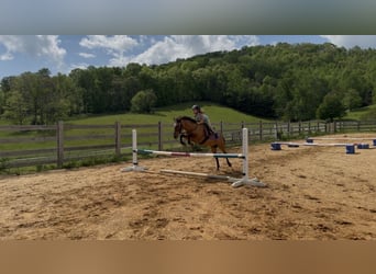 Weitere Ponys/Kleinpferde, Wallach, 18 Jahre, 119 cm, Falbe