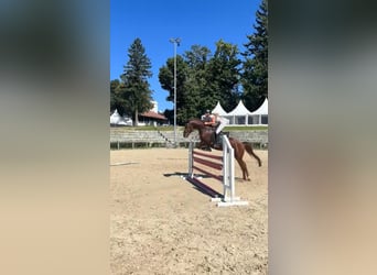 Weitere Ponys/Kleinpferde Mix, Wallach, 18 Jahre, 140 cm, Fuchs