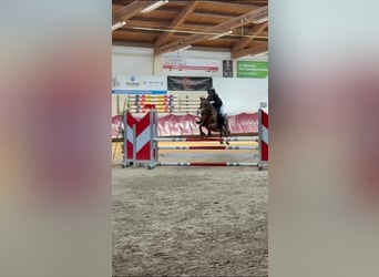 Weitere Ponys/Kleinpferde Mix, Wallach, 18 Jahre, 140 cm, Fuchs