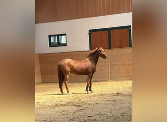 Weitere Ponys/Kleinpferde Mix, Wallach, 18 Jahre, 140 cm, Fuchs