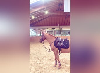Weitere Ponys/Kleinpferde Mix, Wallach, 18 Jahre, 140 cm, Fuchs